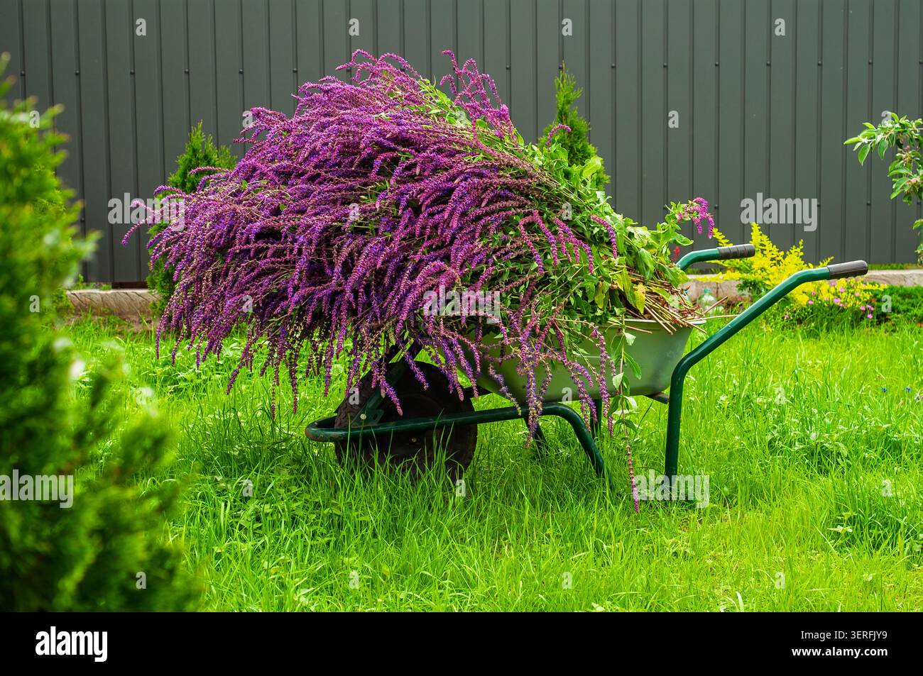Brouette remplie d'un grand bouquet de sauge violette à fleurs, prête pour le nettoyage ou le traitement du jardin Banque D'Images