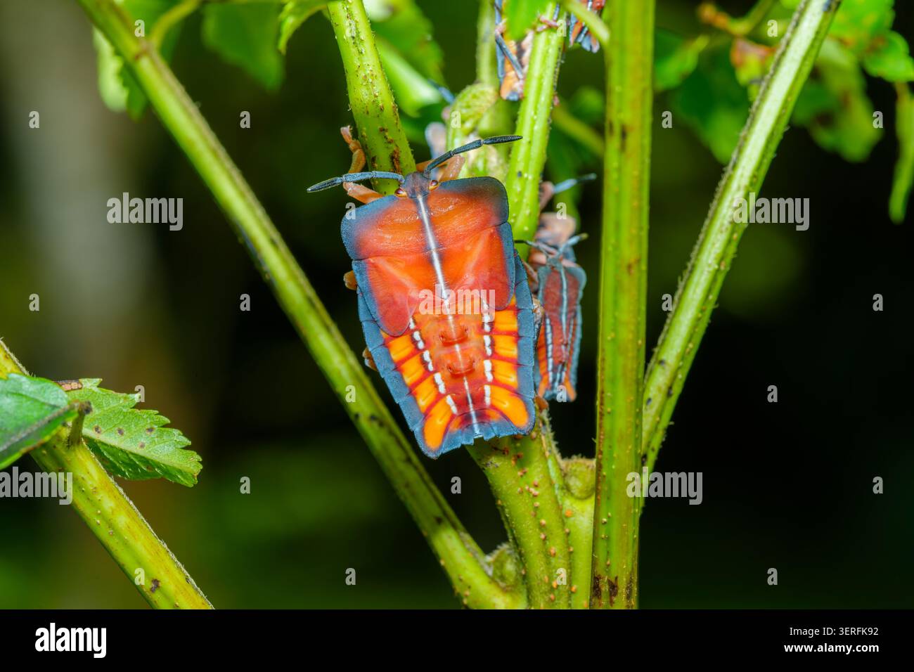 Nymphe de bug de bouclier géant Eurostus validus sur tige de plante verte macro Banque D'Images