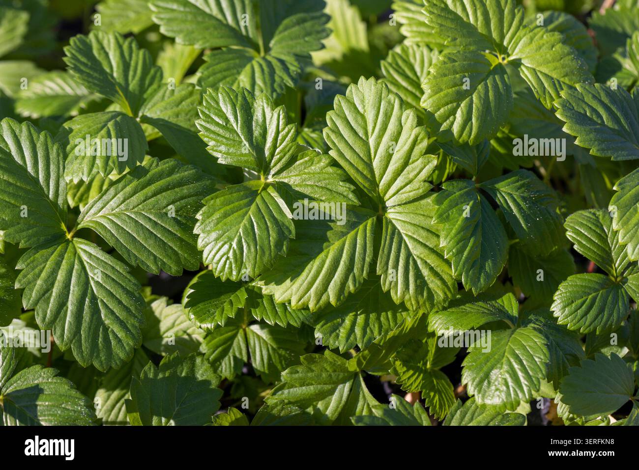 semis de fraises avec des feuilles vertes avant la plantation , un grand nombre de pousses de fraises douces poussant ensemble par temps chaud et ensoleillé Banque D'Images