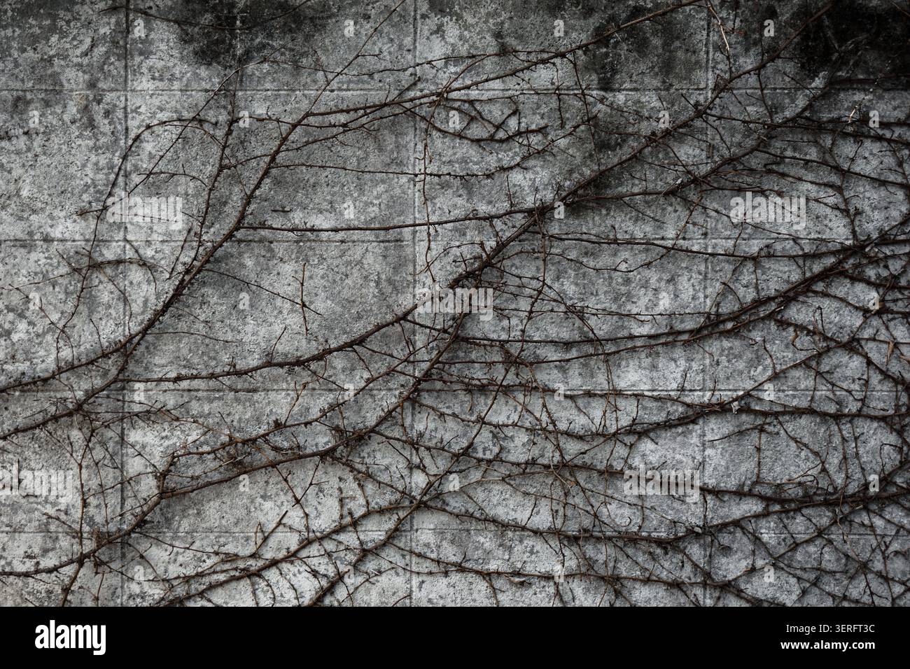 Une exploration texturée de vignes séchées s'étendant sur un mur en béton usé à motifs de blocs. Banque D'Images