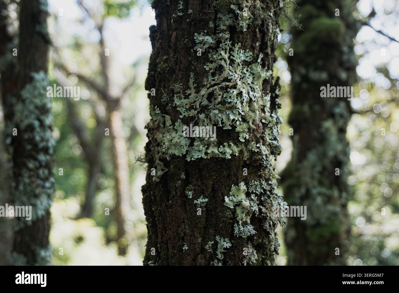 Gros plan de lichen vert pâle et de mousse poussant sur un tronc d'arbre texturé Banque D'Images