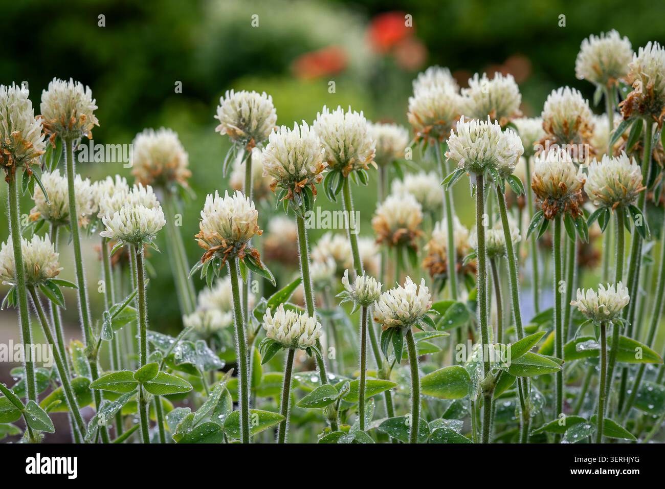 Têtes de fleurs de trèfle d'oeuf de poule blanche (Trifolium trichocephalum) recouvertes de rosée matinale, s'élevant au-dessus du feuillage vert frais dans un jardin naturel. Banque D'Images