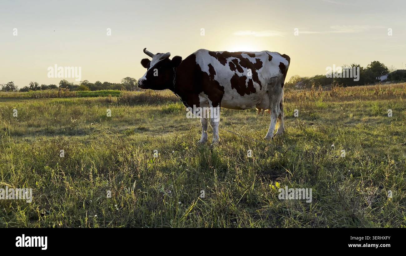 Pâturage de vaches laitières sur la pelouse verte au beau coucher de soleil. Animaux sympathiques mignons pâturant dans la prairie le jour d'été. Beau paysage pittoresque en arrière-plan Banque D'Images