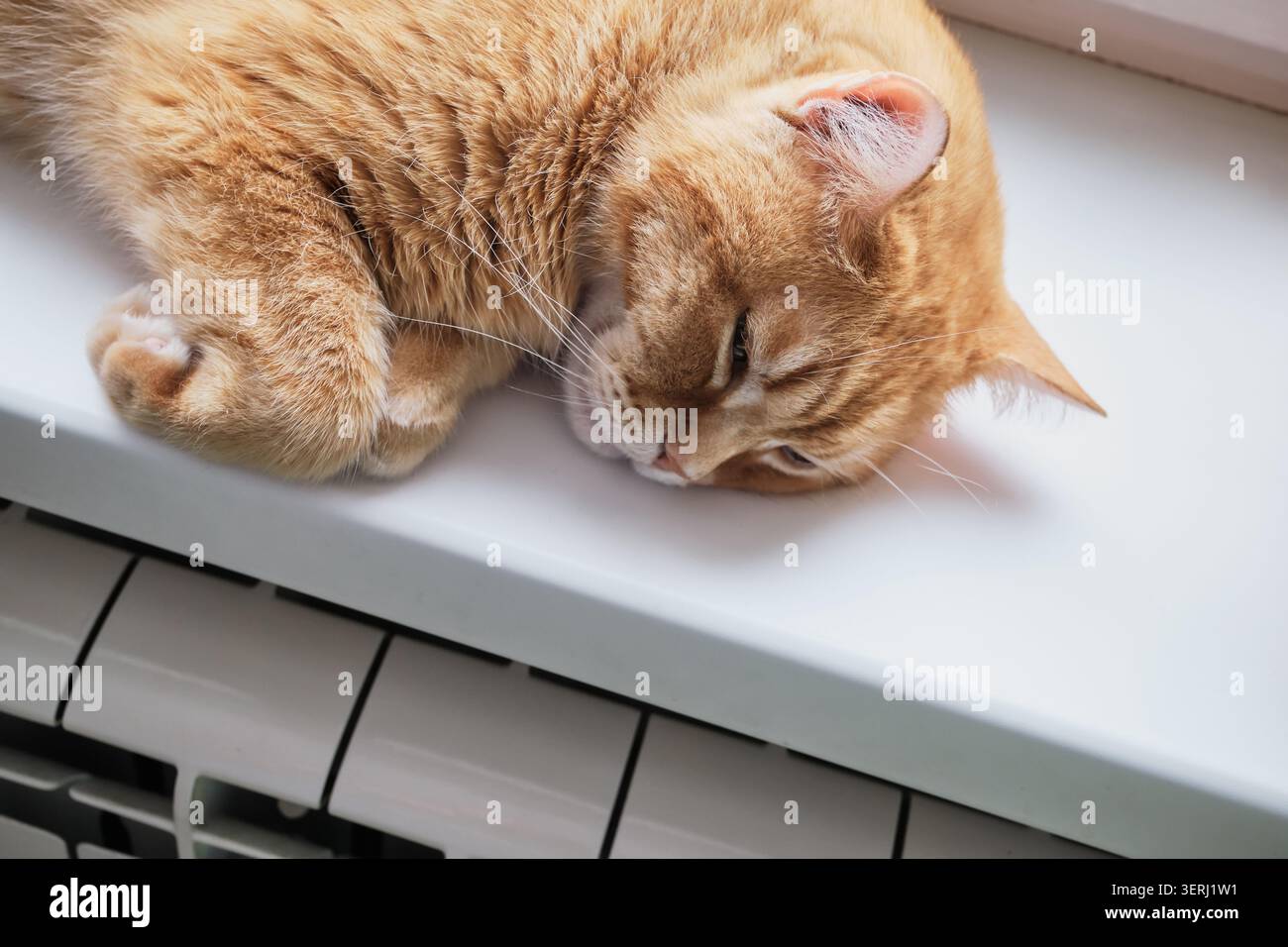 Chat tabby au gingembre dormant confortablement sur le rebord de la fenêtre blanche au-dessus du radiateur Banque D'Images