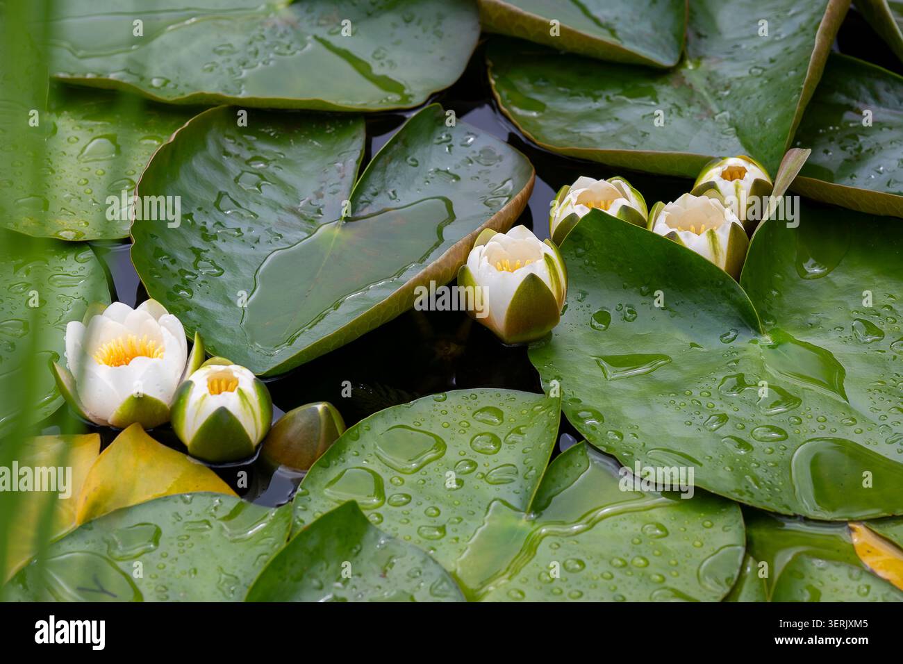 Les nénuphars européens (Nymphaea alba) fleurissent parmi les nénuphars mouchetés par la pluie sur un étang tranquille, créant une scène de nature aquatique sereine. Banque D'Images