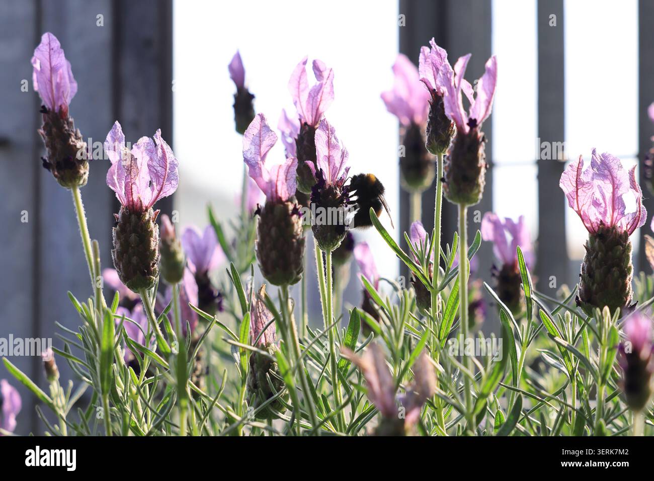 Fleurs dans des pots de récipient sur un balcon de Londres, Royaume-Uni. Banque D'Images