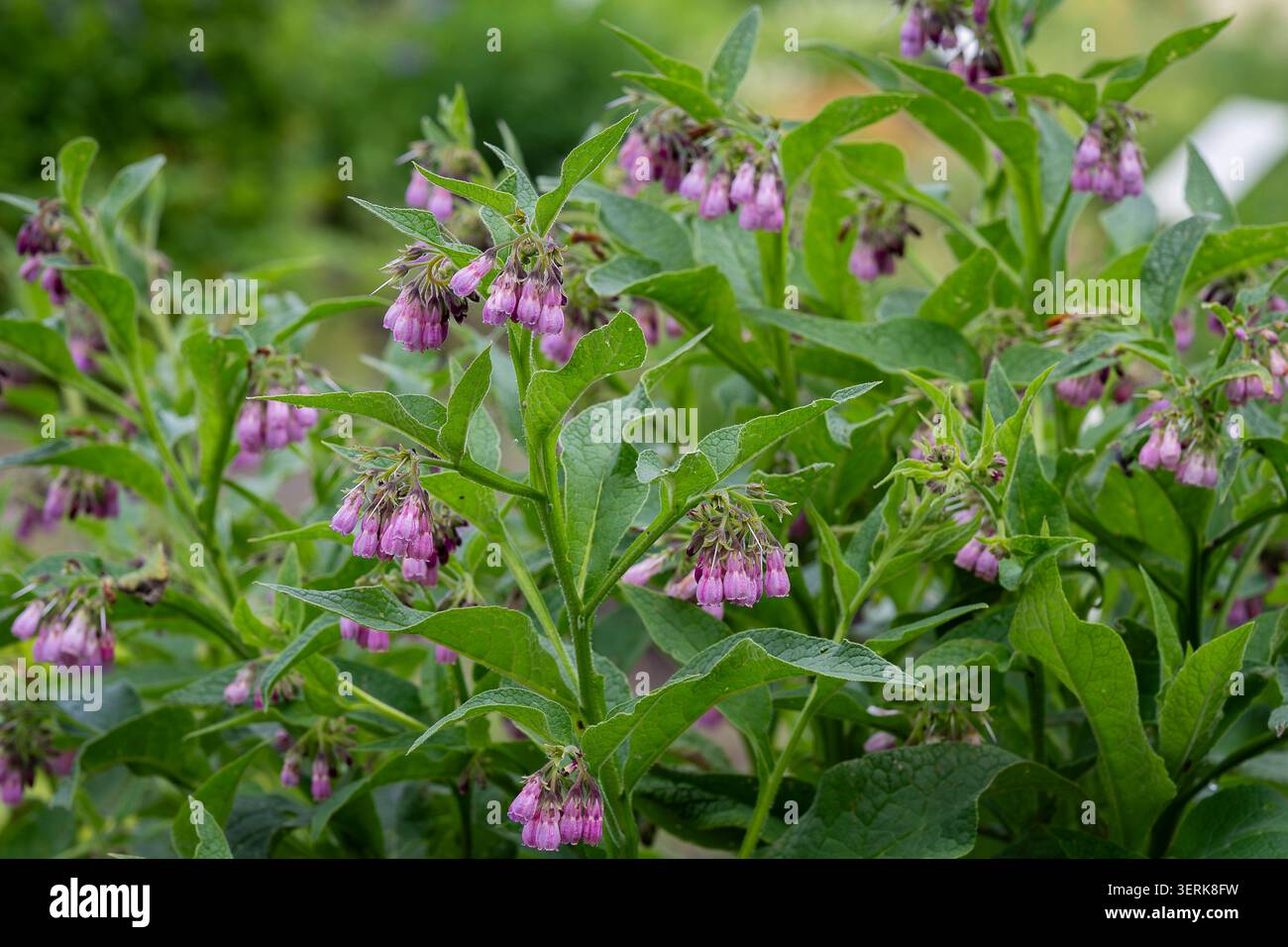 Consoude commune (Symphytum officinale) avec des grappes de fleurs délicates en forme de cloche rose-violet et un feuillage vert luxuriant dans un cadre de jardin naturel. Banque D'Images