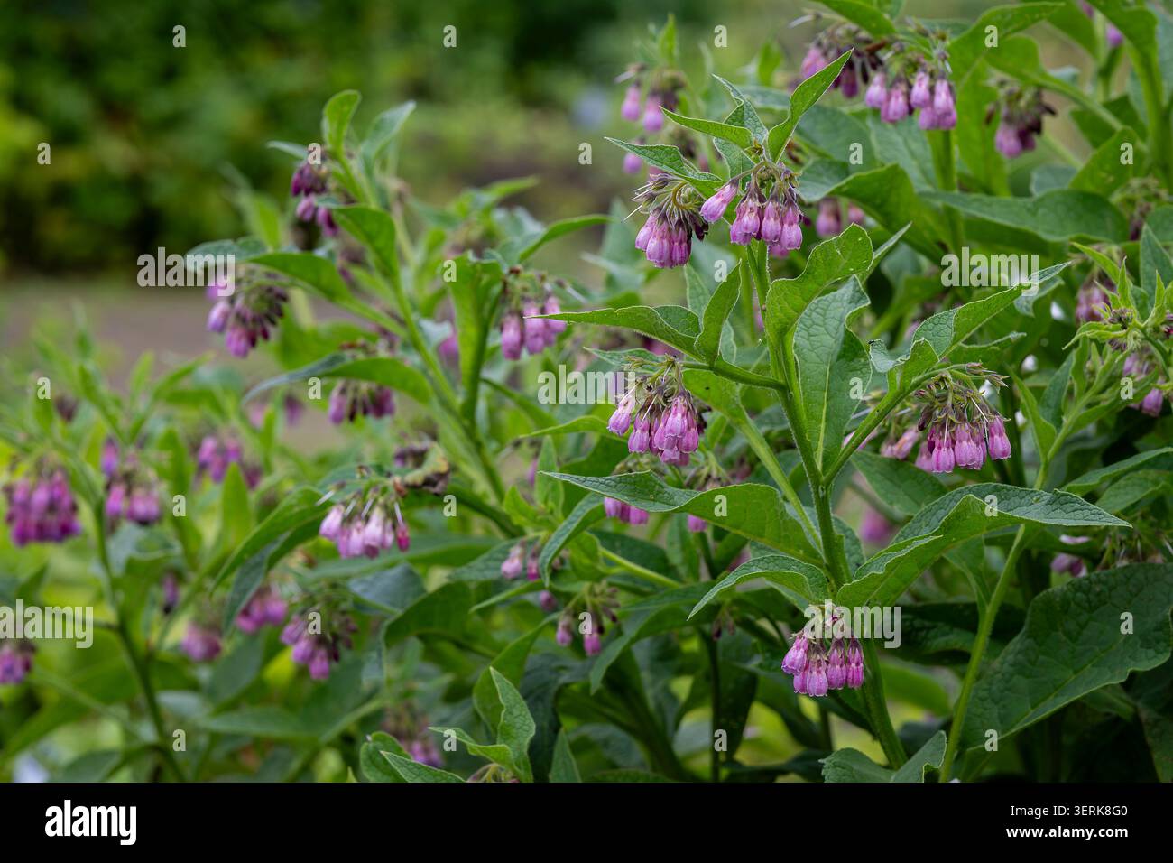 Consoude commune (Symphytum officinale) avec des grappes de fleurs délicates en forme de cloche rose-violet et un feuillage vert luxuriant dans un cadre de jardin naturel. Banque D'Images