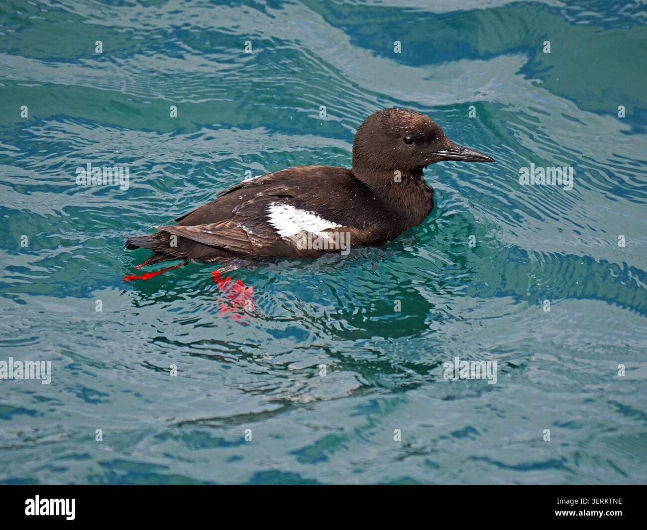 Guillemot noir adulte (Cepphus grylle) avec ailes blanches et pieds rouges nageant dans les eaux bleues du port de Lerwick, Shetland, Écosse, Royaume-Uni Banque D'Images