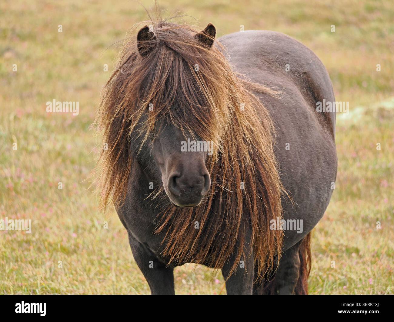 Poney Shetland brun foncé avec une longue crinière et une frange brun clair sur les îles Shetland, Écosse UK Banque D'Images