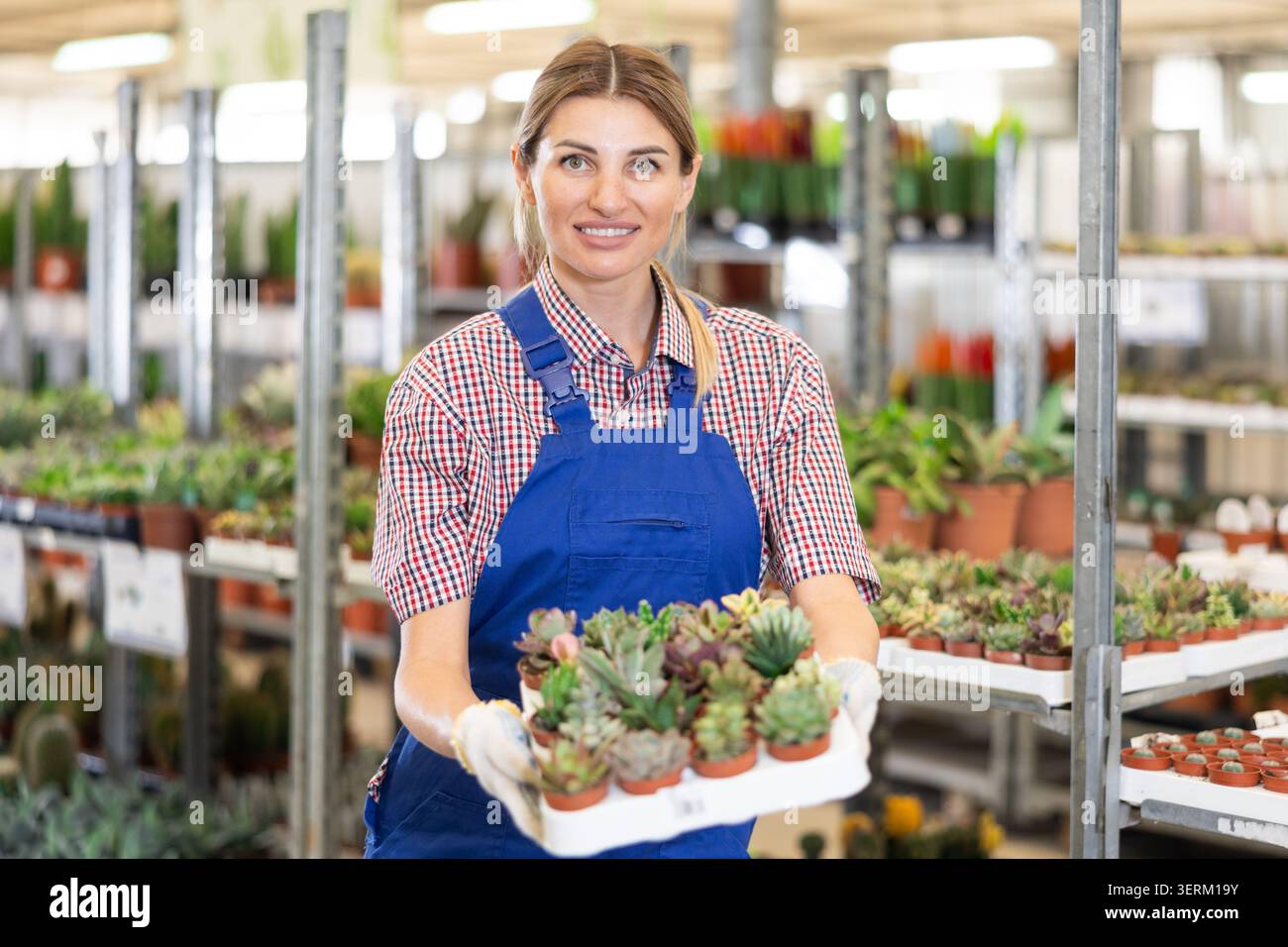 Vendeuse dans le magasin de fleurs se familiarise avec l'assortiment de succulentes et examine les plantes Banque D'Images