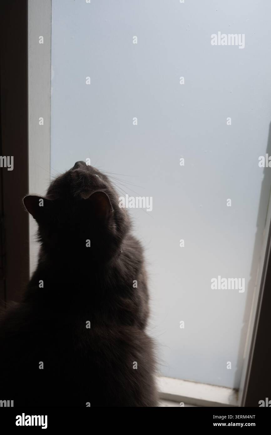 Chat silencieux regarde par la vitre givrée. La fourrure foncée contraste avec une lumière douce et diffuse Banque D'Images