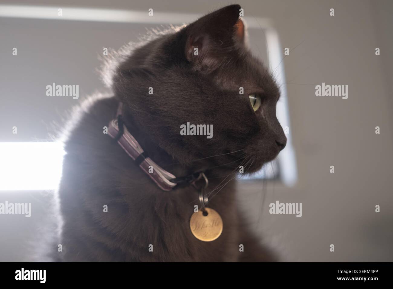 Chat sombre regarde soigneusement à côté de la lumière de la fenêtre. La lumière douce du soleil met en valeur la fourrure et le col Banque D'Images