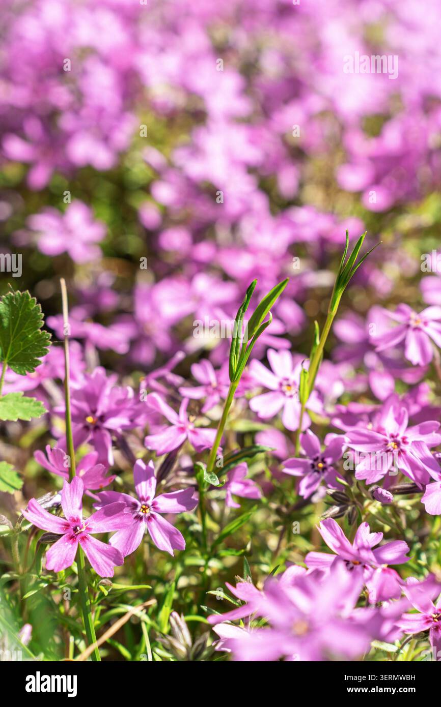 Délicates fleurs de phlox rose recouvrant le sol, créant un tapis naturel vibrant dans une lumière printanière brillante. Fond floral naturel Banque D'Images