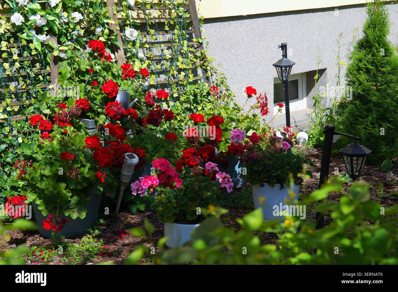 Un arrangement vibrant de pélargoniums rouges et roses (géraniums) cultivés dans des récipients. Photo horizontale Banque D'Images