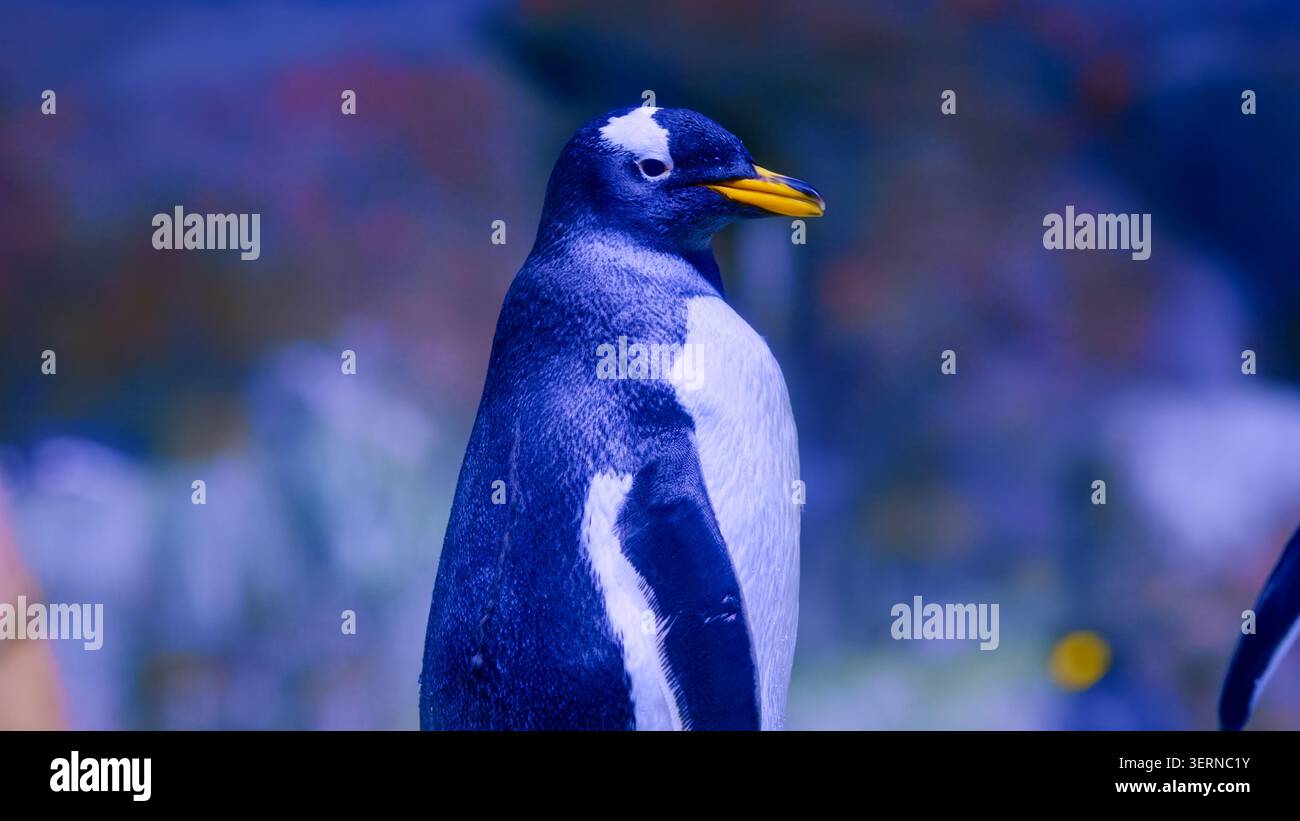 Pingouin Gentoo debout dans le profil avec éclairage bleu Banque D'Images