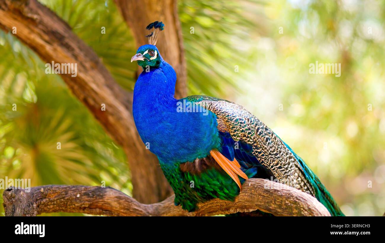 Paon bleu perché sur une branche d'arbre dans la forêt Banque D'Images