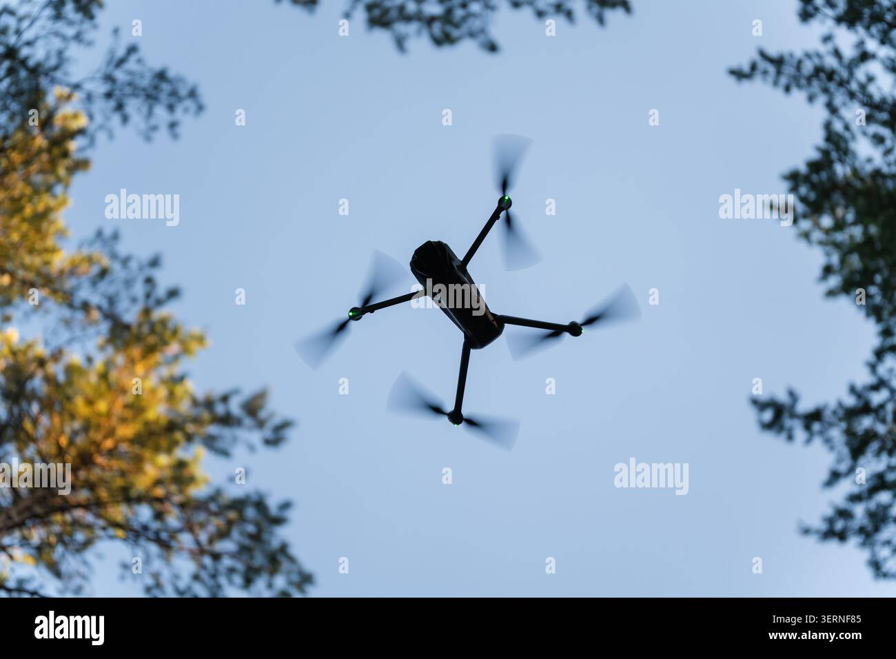 Vue à faible angle du drone quadcopter moderne volant dans le ciel bleu à travers la cime des arbres de la forêt, véhicule aérien sans pilote planant entre les pins verts. Banque D'Images
