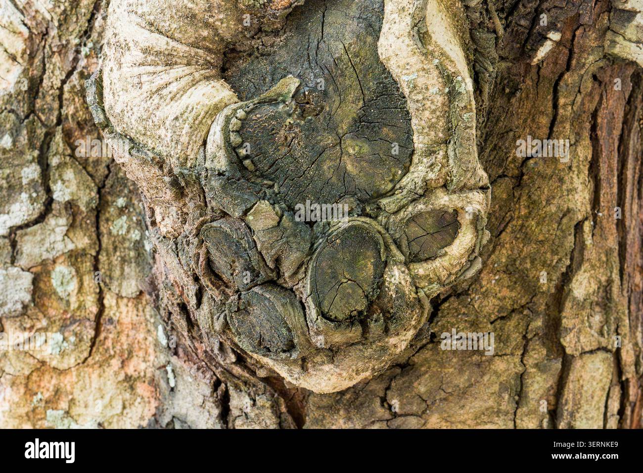 Gros plan d'écorce d'arbre avec empreinte de pattes fossilisées. Empreinte profondément encastrée et naturelle de patte. La texture montre des formes distinctes d'orteils et des coussinets. Surrou de peau d'arbre Banque D'Images