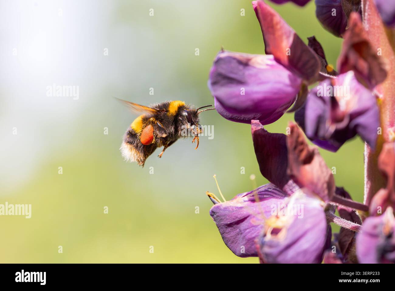 Bumble Bee collecte le pollen des fleurs de lupin, Somerset, Royaume-Uni Banque D'Images
