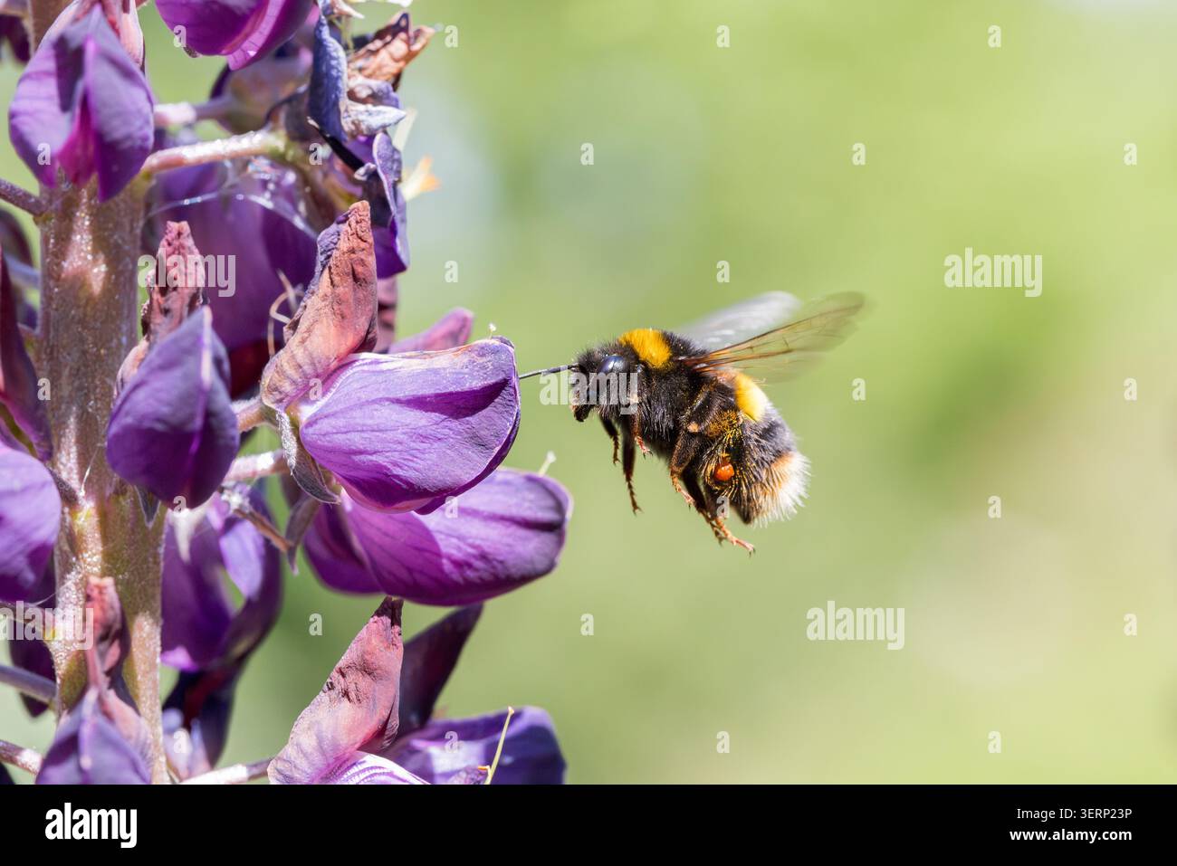 Bumble Bee collecte le pollen des fleurs de lupin, Somerset, Royaume-Uni Banque D'Images