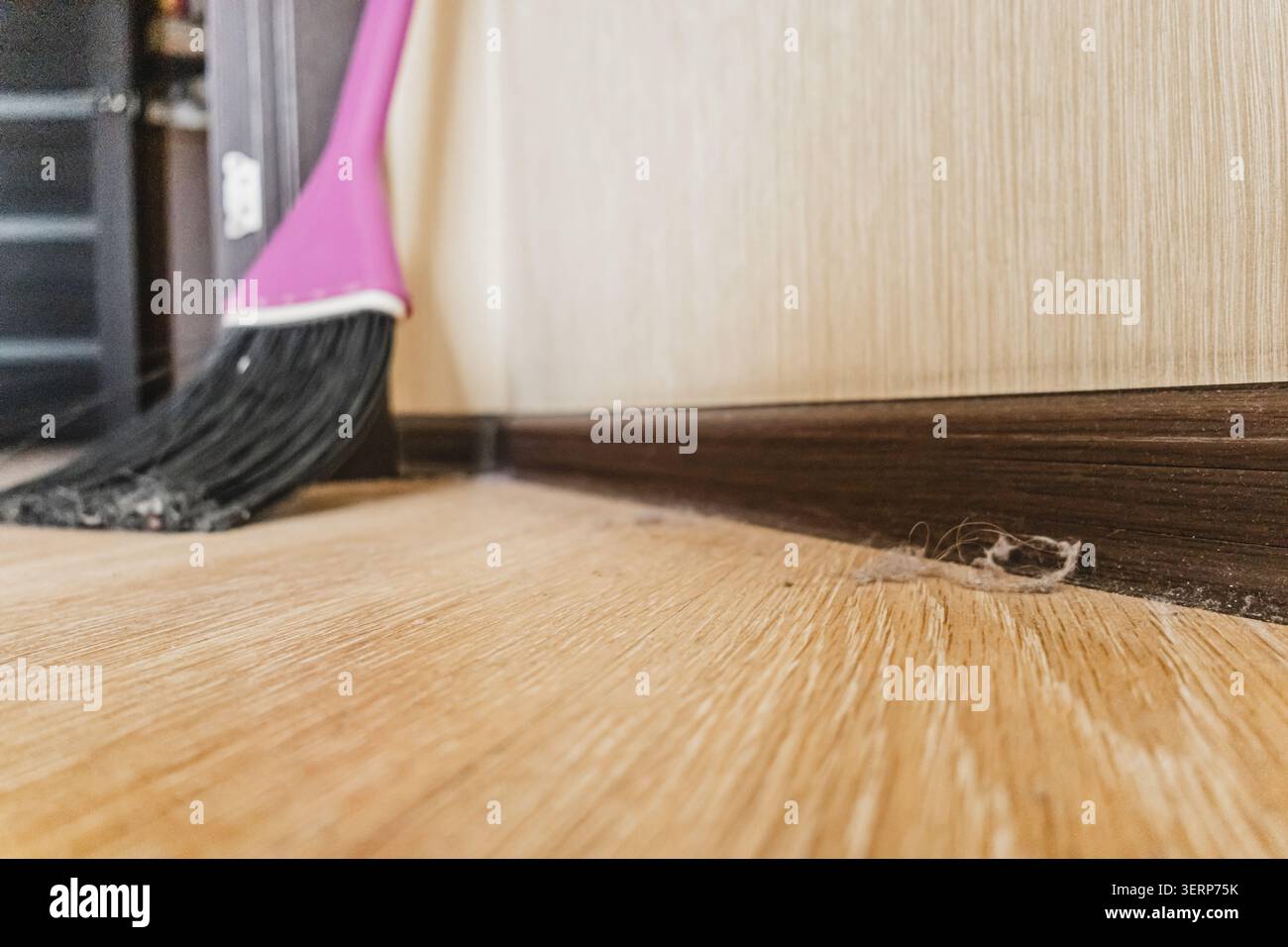 Gros plan de balai rose balayant la poussière et les cheveux sur le plancher en bois près de la plinthe. Concentrez-vous sur le nettoyage et les tâches ménagères. Lumière douce et naturelle Banque D'Images