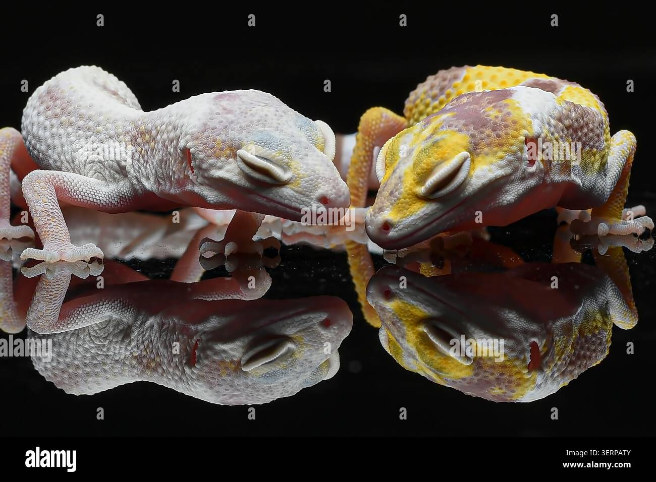 portrait de geckos léopard sur fond noir Banque D'Images
