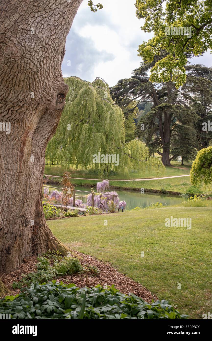 Jardin avec étang et arbres dans un paysage naturel paisible avec Banque D'Images