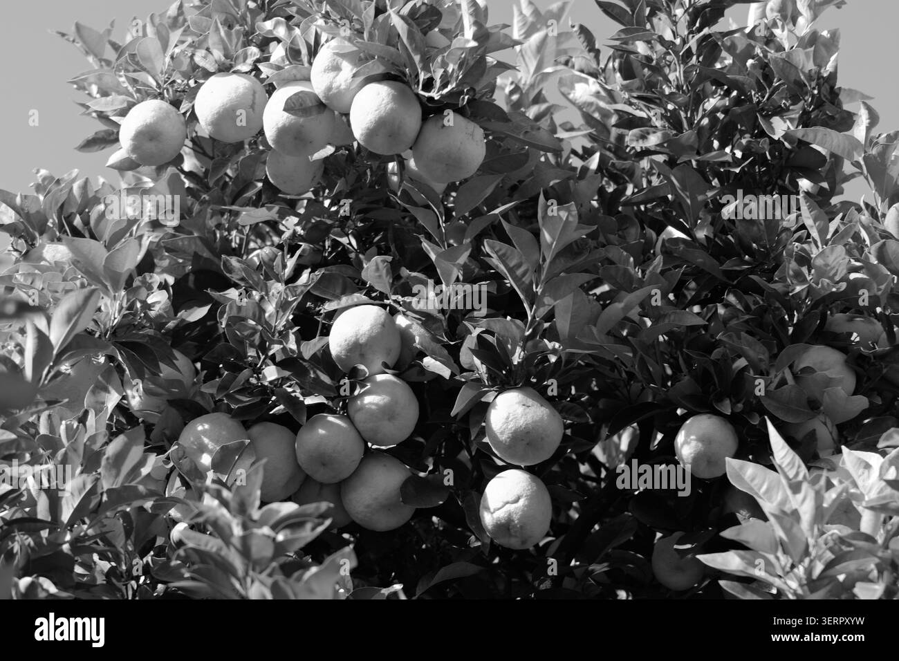 Les agrumes mûrs poussent parmi les feuilles vertes denses sous un ciel bleu clair. Banque D'Images