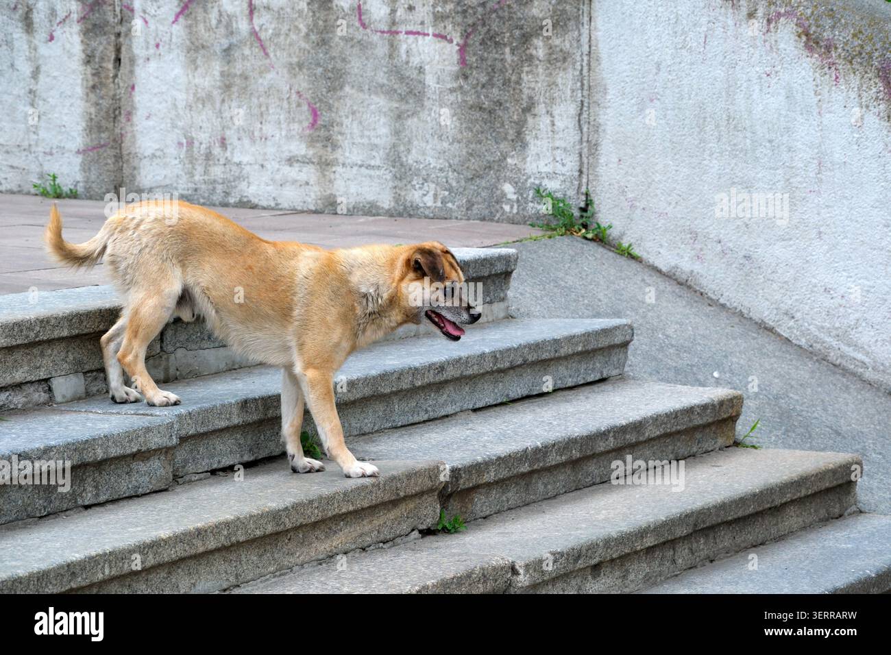Un chien à fourrure dorée s'arrête sur des marches altérées sous un ciel serein. Banque D'Images