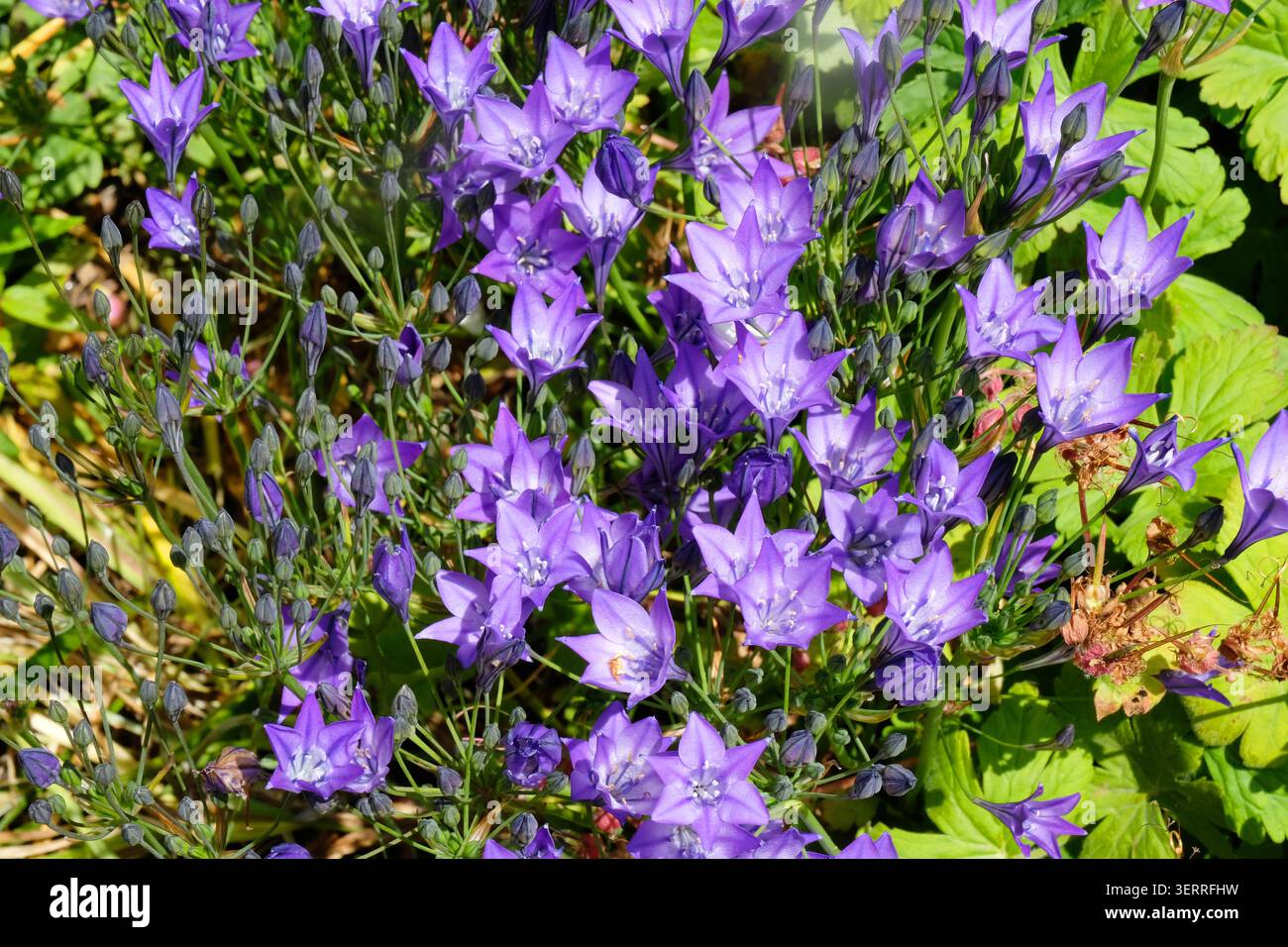 Grappe de fleurs violettes en forme d'étoile et de bourgeons de Triteleia Laxa ou Triplet Lily, fleurissant dans un cadre de jardin, Cornwall, Royaume-Uni Banque D'Images
