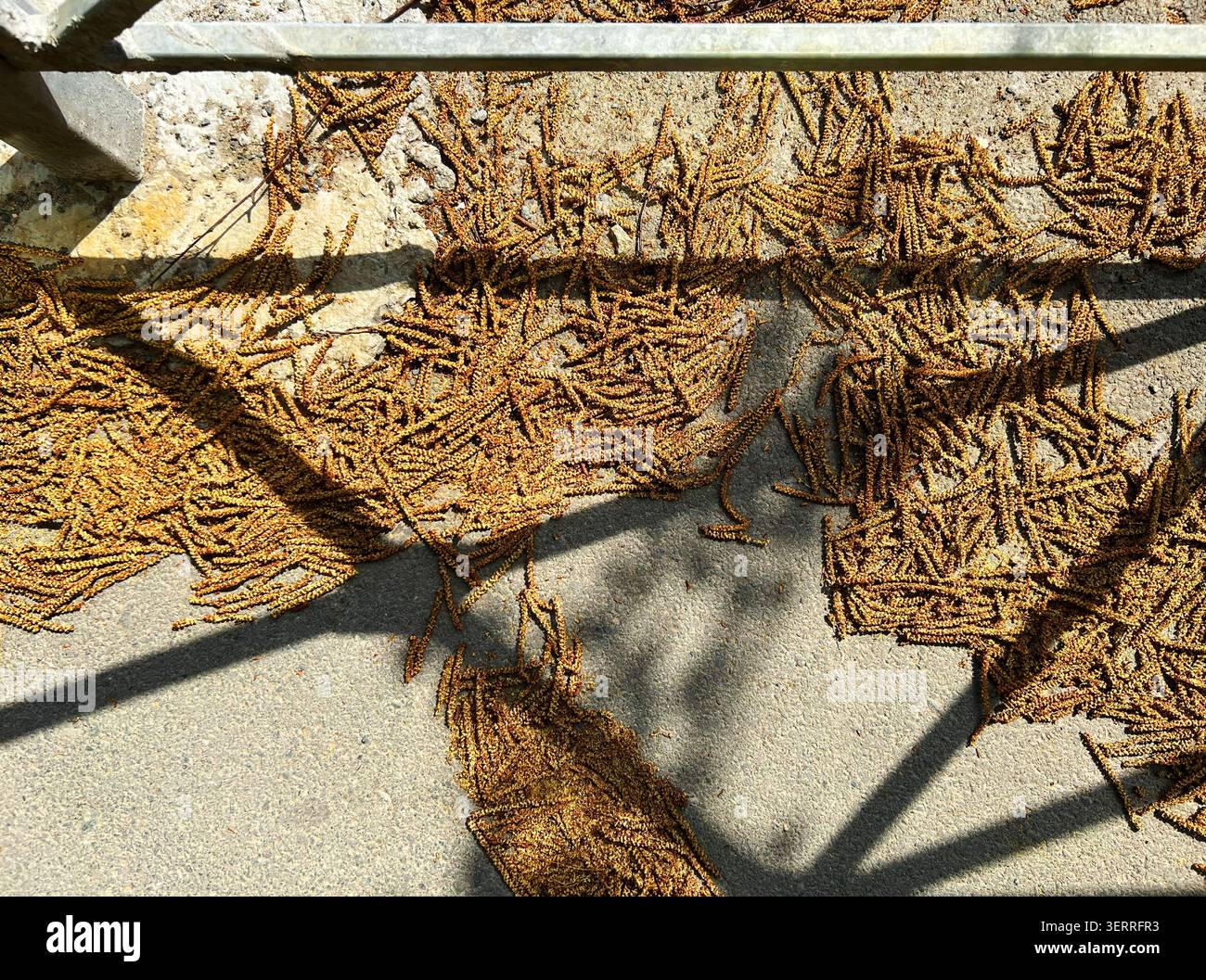 Gros plan de bourgeons de bouleau tombés et d'écailles de catkin dispersées sur la surface de béton projetant des ombres dans la lumière du soleil Banque D'Images
