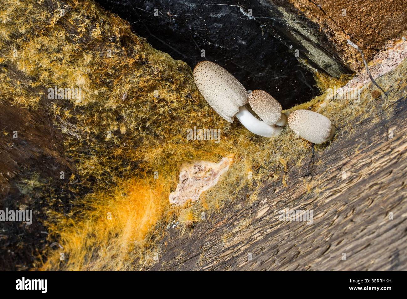 Champignons sur poutres de plafond en bois. Gros plan sur les champignons. Champignons vénénéneux. Champignon. Banque D'Images