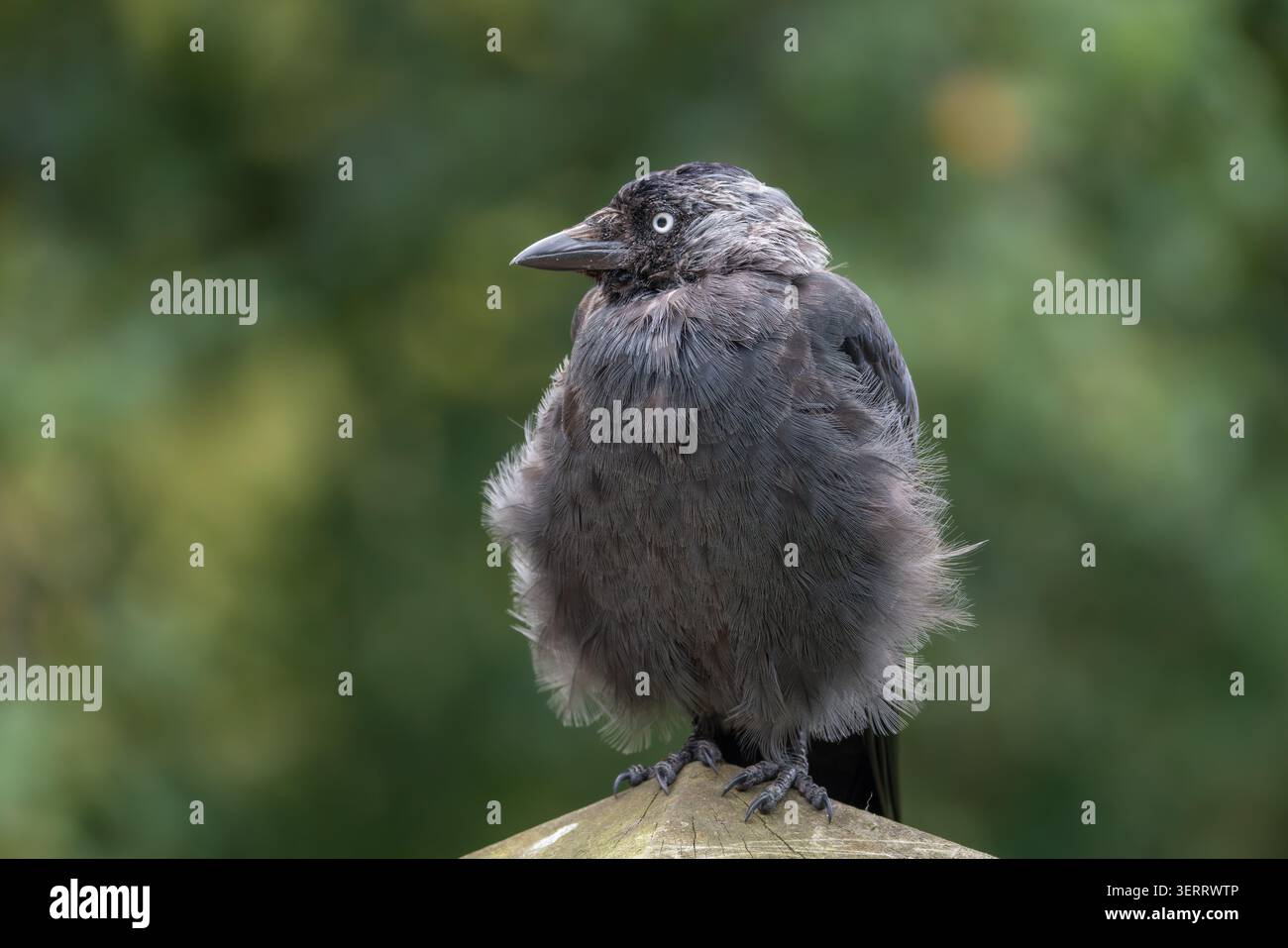 Jackdaw Corvus monedula juvénile perché sur poteau en bois, Norfolk, Royaume-Uni Banque D'Images