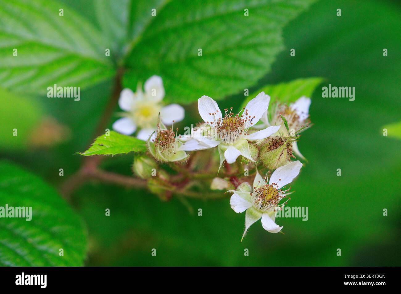 Fleurs de Rubus hirtus mûre Banque D'Images