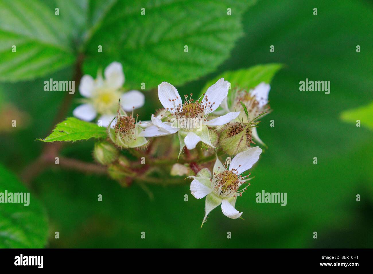Fleurs de Rubus hirtus mûre Banque D'Images