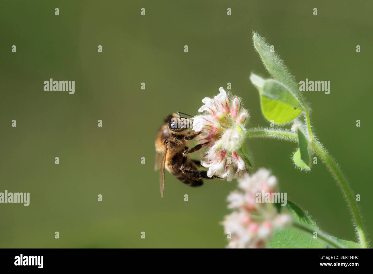 Abeille de miel sur une fleur de trèfle dans un environnement naturel, Beniarres, Espagne Banque D'Images
