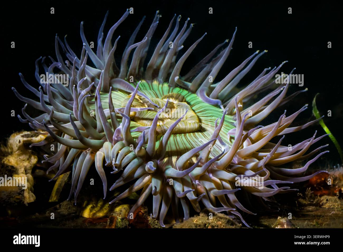 Starburst Anemone, Anthopleura sola, sur le quai de la marina de Morro Bay, Californie, États-Unis Banque D'Images