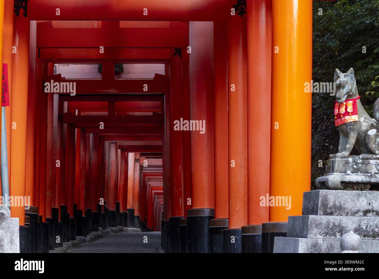Vue sur les portes Senbon Torii avec une statue de renard en pierre et une végétation luxuriante au sanctuaire Fushimi Inari-taisha, Kyoto, Kyoto, Japon. Banque D'Images
