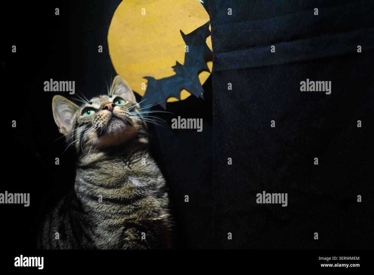 Un chat tabby mignon regardant une scène d'Halloween effrayante avec une pleine lune et une silhouette de chauve-souris. Banque D'Images