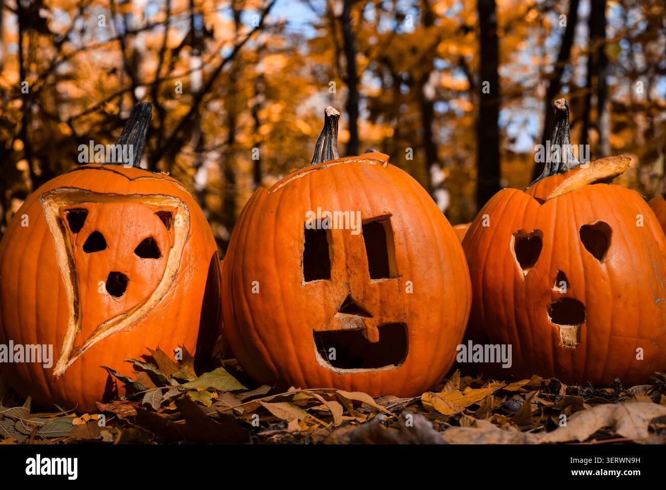 Trois citrouilles sculptées avec différentes expressions faciales se trouvent parmi les feuilles tombées dans une scène de forêt d'automne en plein air avec un feuillage d'automne coloré dans la BA Banque D'Images