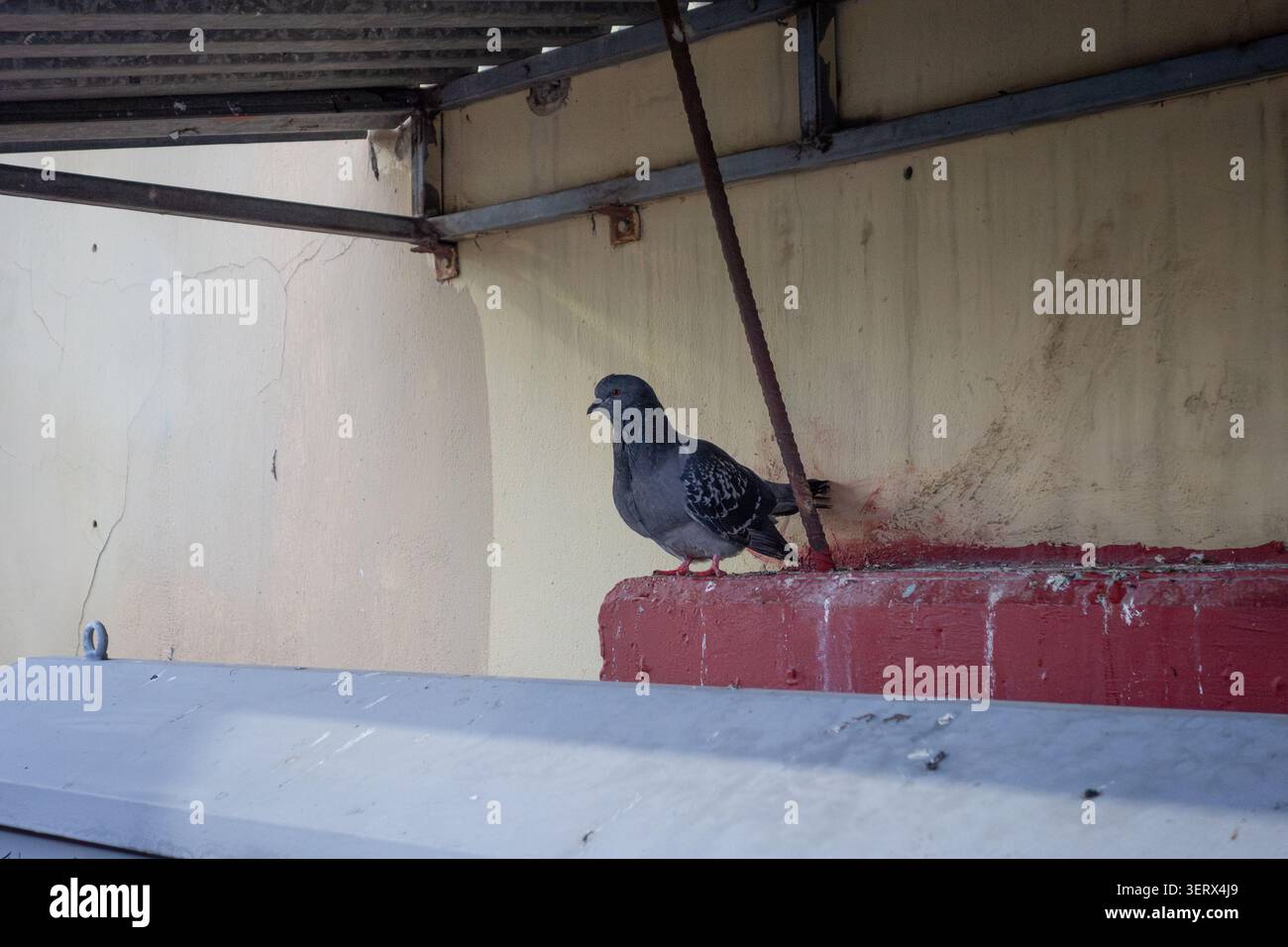 Un pigeon sous un belvédère Banque D'Images