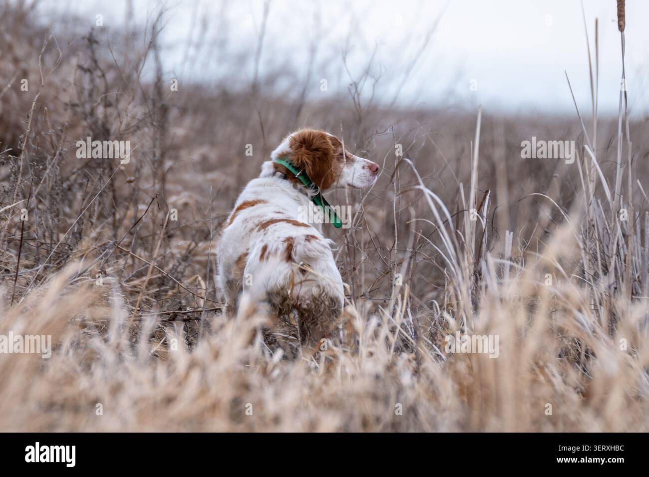 Le chien d'épagneul de Bretagne s'arrête dans la couverture des prairies lors d'une sortie de chasse dans les hautes terres, alerte et concentré pendant qu'il travaille à l'odeur dans l'habitat des prairies Banque D'Images