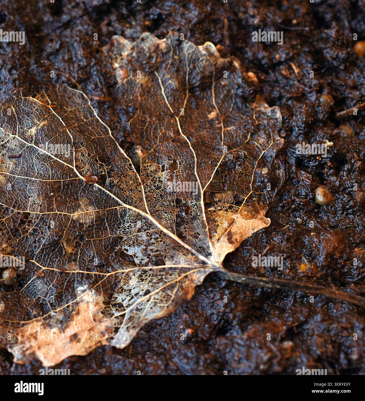 Feuille en décomposition squelettisée sur le plancher forestier humide – gros plan de la décomposition naturelle Banque D'Images
