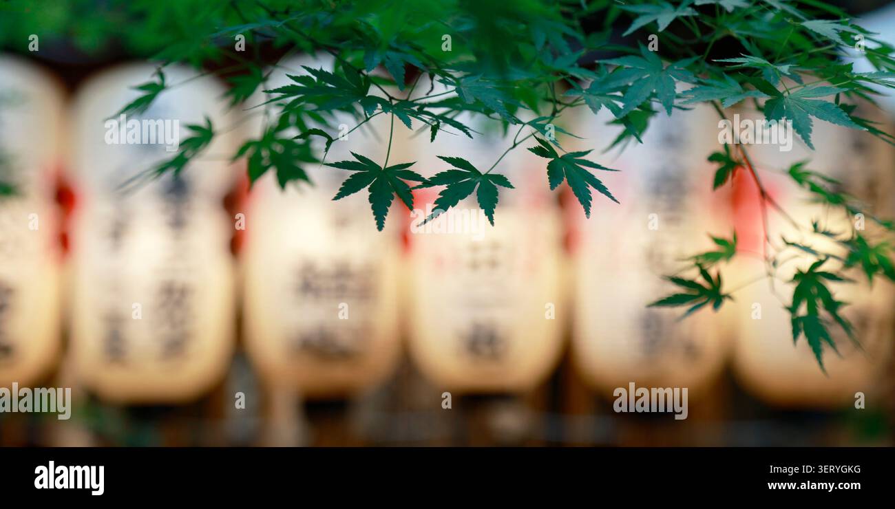 Feuilles d'érable japonaises au premier plan avec des lanternes de papier floues au sanctuaire Shinto Banque D'Images