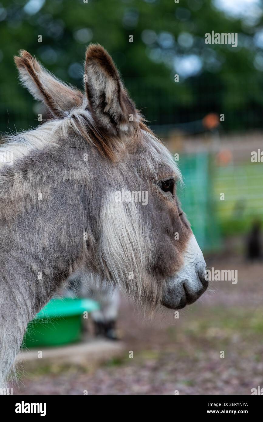 Love Donkey Therapy Banque D'Images