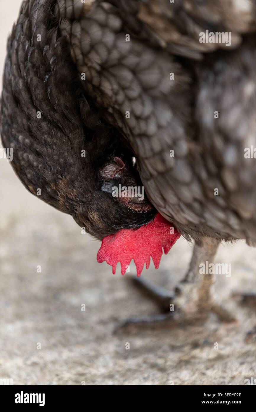 Préparation du poulet à la thérapie Love Donkey Banque D'Images