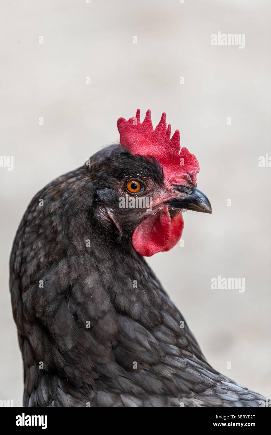 Portrait de poulet à Love Donkey Therapy Banque D'Images