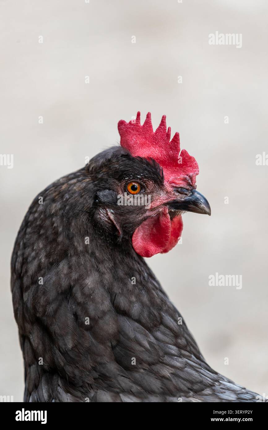 Portrait de poulet à Love Donkey Therapy Banque D'Images