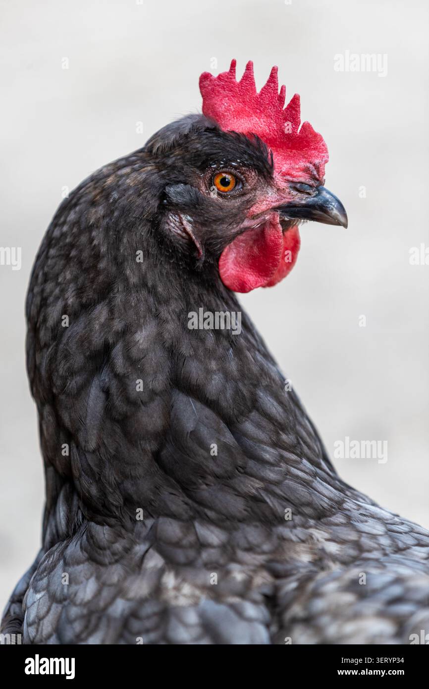 Portrait de poulet à Love Donkey Therapy Banque D'Images